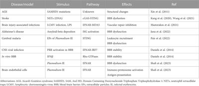 Endothelial type I interferon response and brain diseases: identifying STING as a therapeutic target